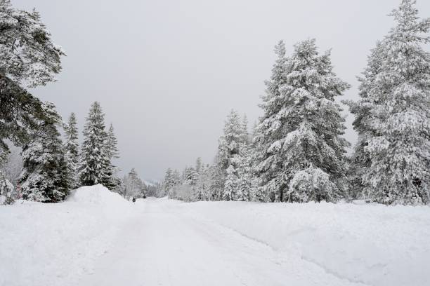 istock Road through a Winter Wonderland 668549896