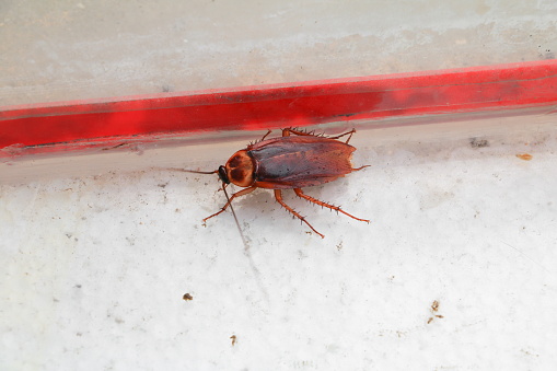 dead cockroach lean Top view