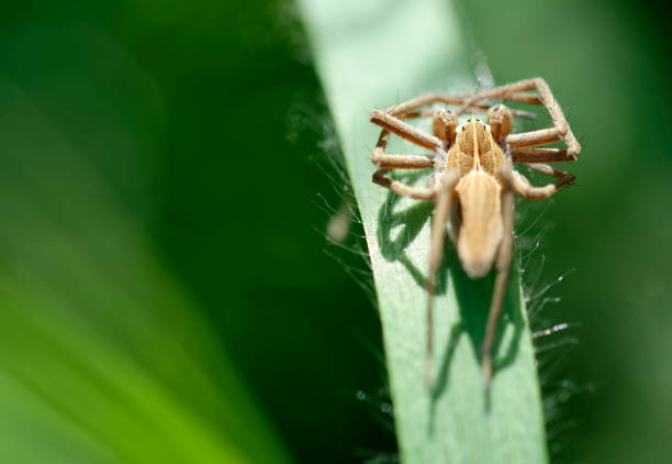 istock detail of a spider 668551222