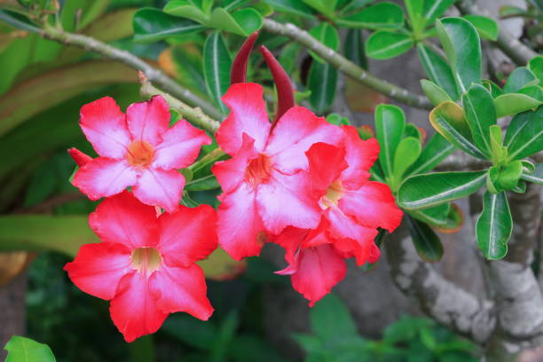 istock desert rose Tropical flower on a tree or Impala Lily beautiful 668551562