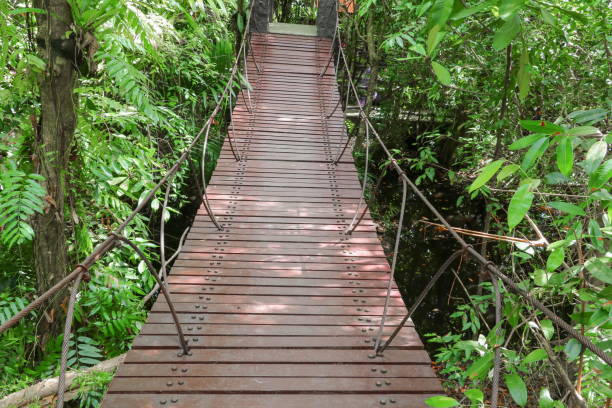 istock suspension wood bridge  walkway in the forest 668554298