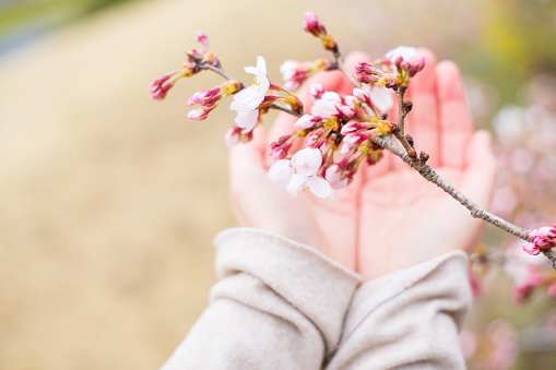 Attach hands to cherry blossom.