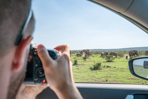 vista di un giovane che scatta una foto di un elefante africano - addo elephant national park foto e immagini stock