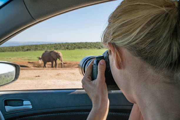 istock Blond girl on safari 668561584