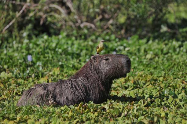 capybara in esteros del ibera - hofmann imagens e fotografias de stock