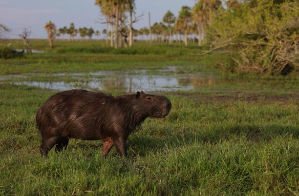 capybara à esteros del ibera - hofmann photos et images de collection