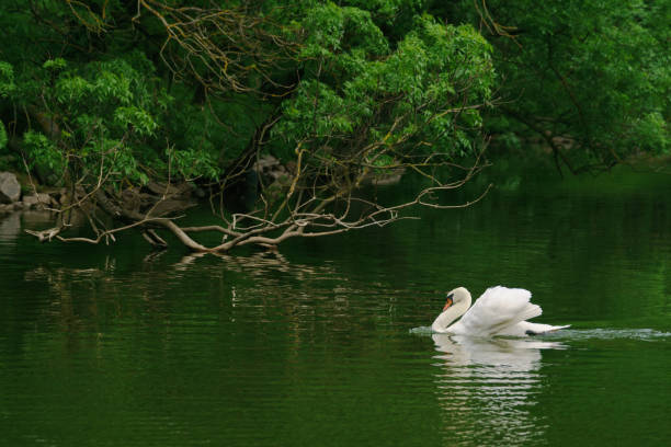 istock Beautiful white swan in a pond. 668572612