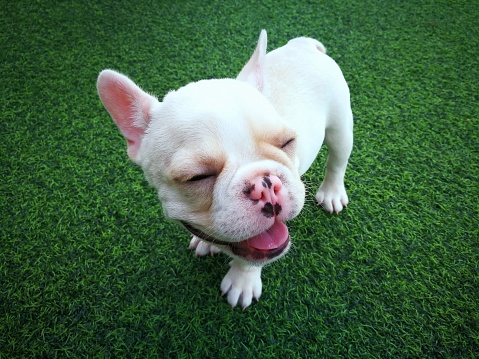 White brown french bulldog puppy standing on green artificial grass