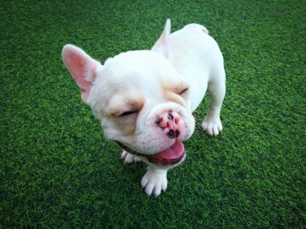 White brown french bulldog puppy standing on green artificial grass stock photo