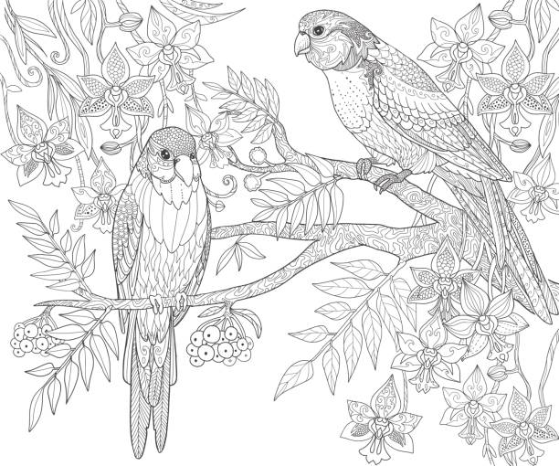 Parrots sit on a branch in the jungle, adult coloring book page. Doodle tropical birds vector illustration. Parrots sit on a branch in the jungle, adult coloring book page. Doodle tropical birds vector illustration. coloring book page illlustration technique illustrations stock illustrations