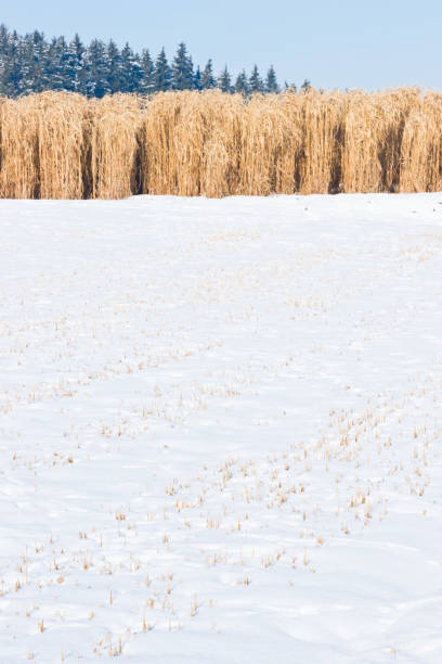 Miscanthus field in the snow in the sunshine with a snowy fir forest in the background