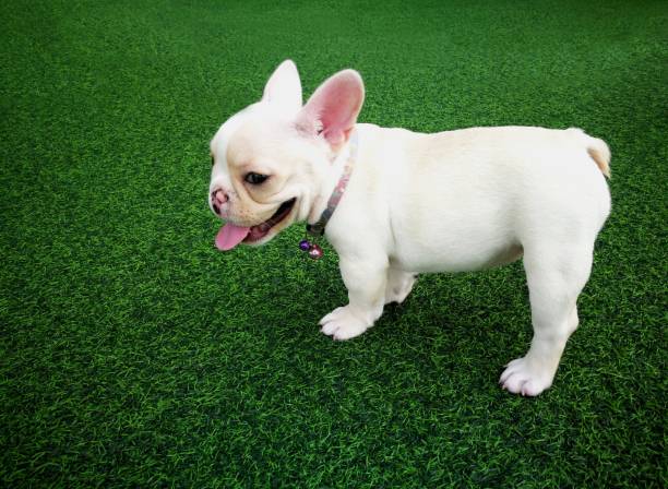 White brown french bulldog puppy standing on green artificial grass stock photo