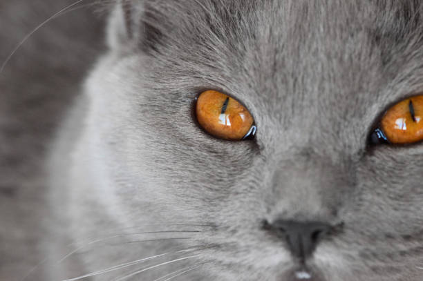 istock Close up of Chartreux cat 668578184
