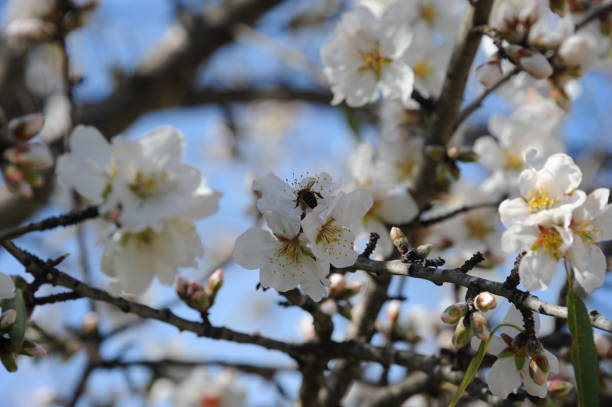 istock Almond blossom in Spain 668581588