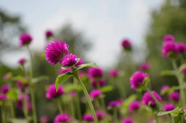Closeup of beautiful pink flowers in the garden