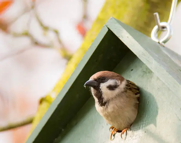 Eurasian Tree Sparrow in a green wooden Birdhouse