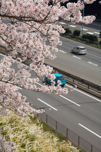 istock China Road and cherry blossoms 668586212