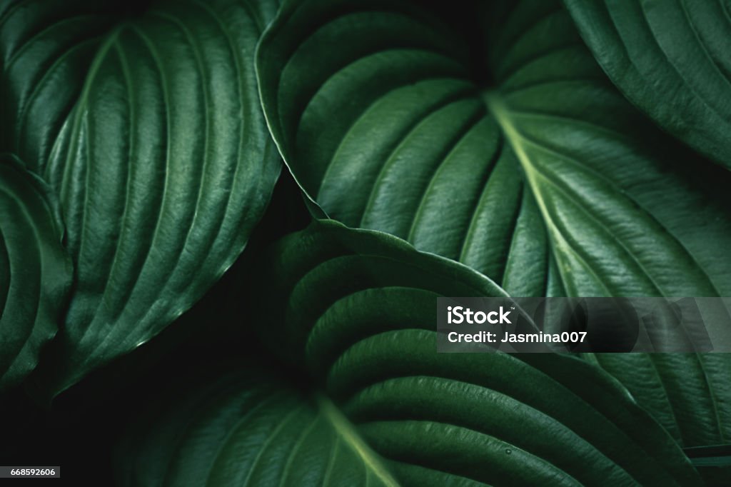緑の葉のバックグラウンド  - 葉のロイヤリティフリーストックフォト