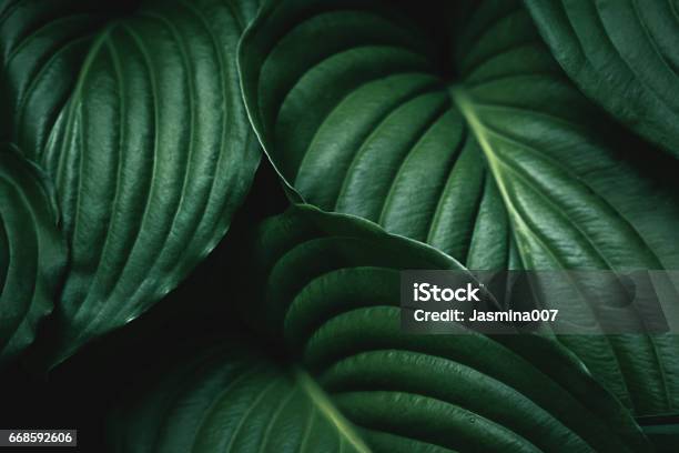 Green Leaves Background Stock Photo - Download Image Now - Leaf, Green Color, Plant