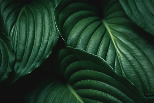 tło zielonych liści - close up plant leaf macro zdjęcia i obrazy z banku zdjęć