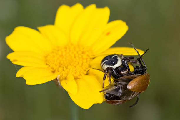 istock Napoleon spider with insect prey 668592810