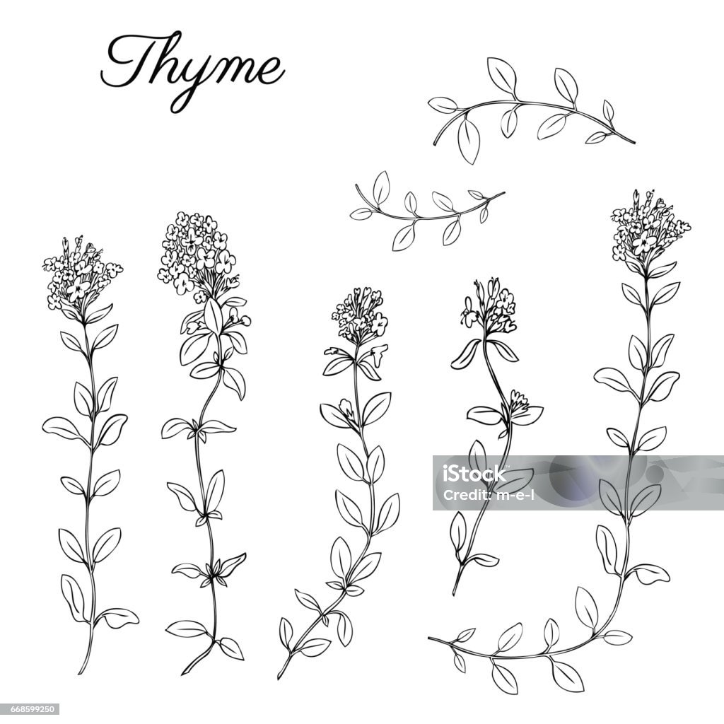 Thyme branch hand drawn vector illustration isolated on white, Natural cooking doodle spicy ingredients, Healing herb design for greeting cards, invitations, packaging tea, cosmetics, kitchen menu Thyme branch hand drawn vector illustration isolated on white, Natural cooking doodle spicy ingredients, Healing herb design for greeting card, invitations, packaging tea, cosmetics, kitchen menu Thyme stock vector