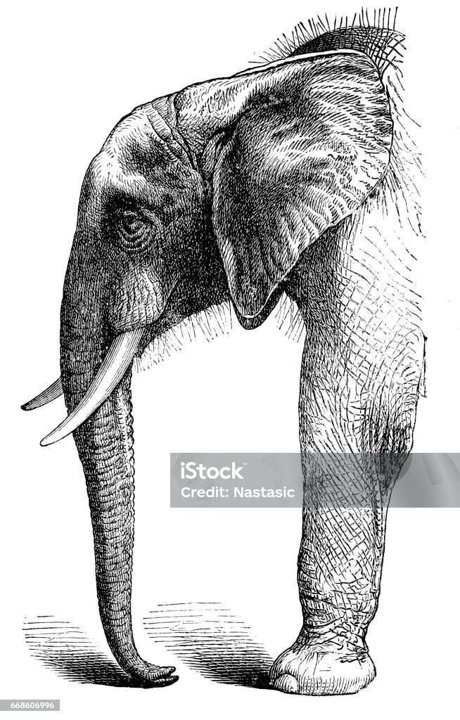 African Elephant Illustration engraving of a African Elephant Elephant stock illustration