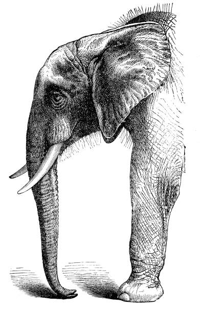 African Elephant Illustration engraving of a African Elephant elephant drawings stock illustrations