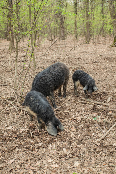 istock Pigs foraging in wood 668607106