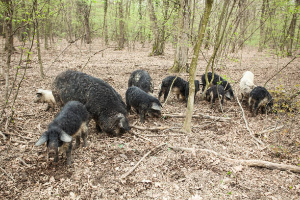 istock Pigs foraging in wood 668607136