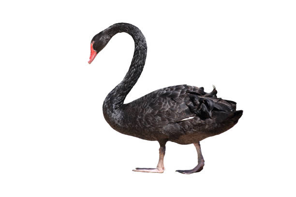 schwarzer schwan - black swan stock-fotos und bilder