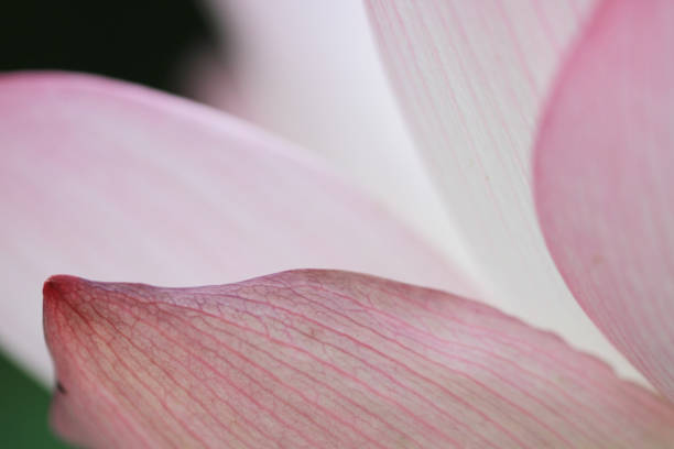 istock Lotus flower and Lotus flower plants 668615962