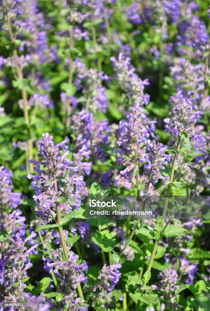 Lesser calamint (Clinopodium nepeta) Catmint Stock Photo