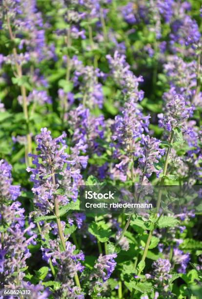 Lesser Calamint Stock Photo - Download Image Now - Catmint, Blue, Flower