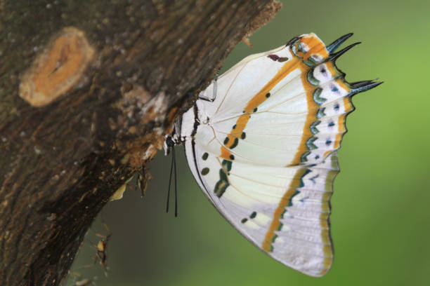 istock the nymph nymphalidae at nature 668630856