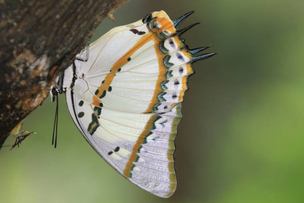 istock the nymph nymphalidae at nature 668630884