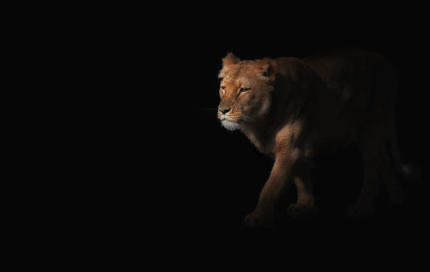 istock Close up on tiger on black background 668631548