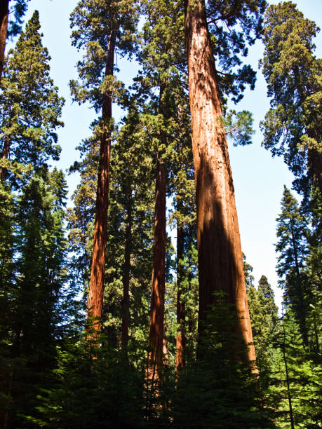 istock famous big sequoia trees are standing in Sequoia National Park 668637656