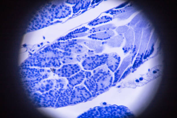 meiosis of grasshopper in microscope