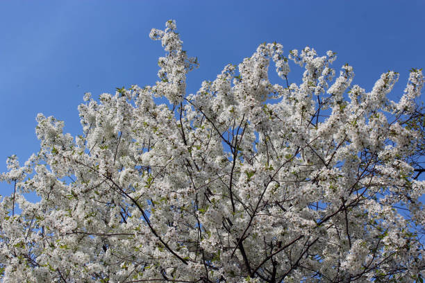 istock branch of blossoming cherry 668654404