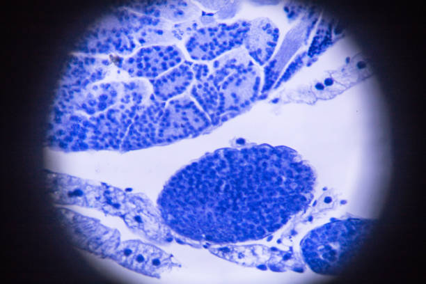 meiosis of grasshopper in microscope