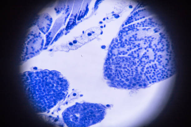 istock meiosis of grasshopper in microscope 668657082
