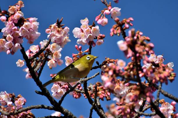 istock Cherry Blossoms and Japanese White-Eyes 668657452