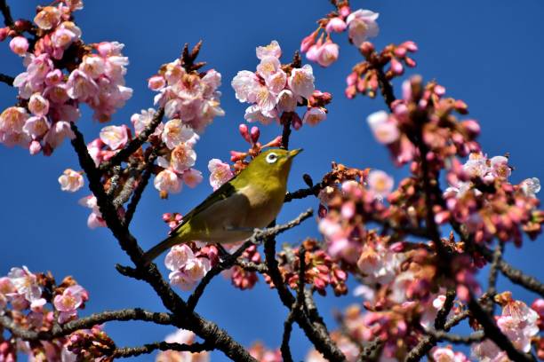 istock Cherry Blossoms and Japanese White-Eyes 668657456