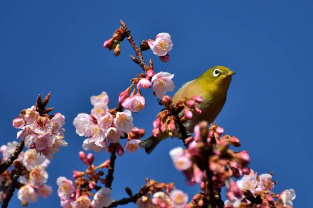 istock Cherry Blossoms and Japanese White-Eyes 668657546
