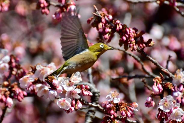 istock Cherry Blossoms and Japanese White-Eyes 668657630