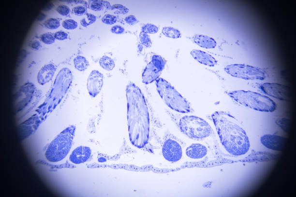 meiosis of grasshopper in microscope