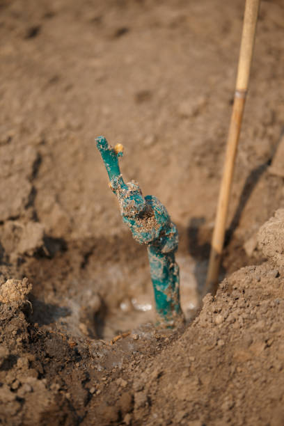 istock Young grape seeding peeping out from the ground 668657872