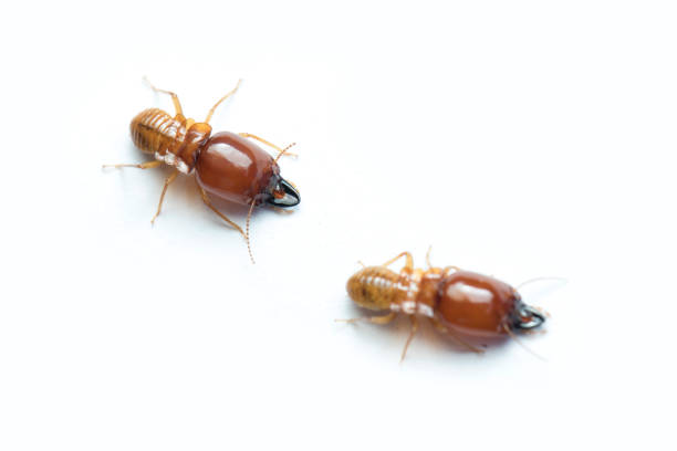istock Termite on white background in Thailand and Southeast Asia. 668658344
