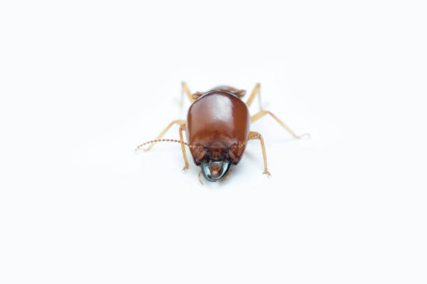 istock Termite on white background in Thailand and Southeast Asia. 668658354